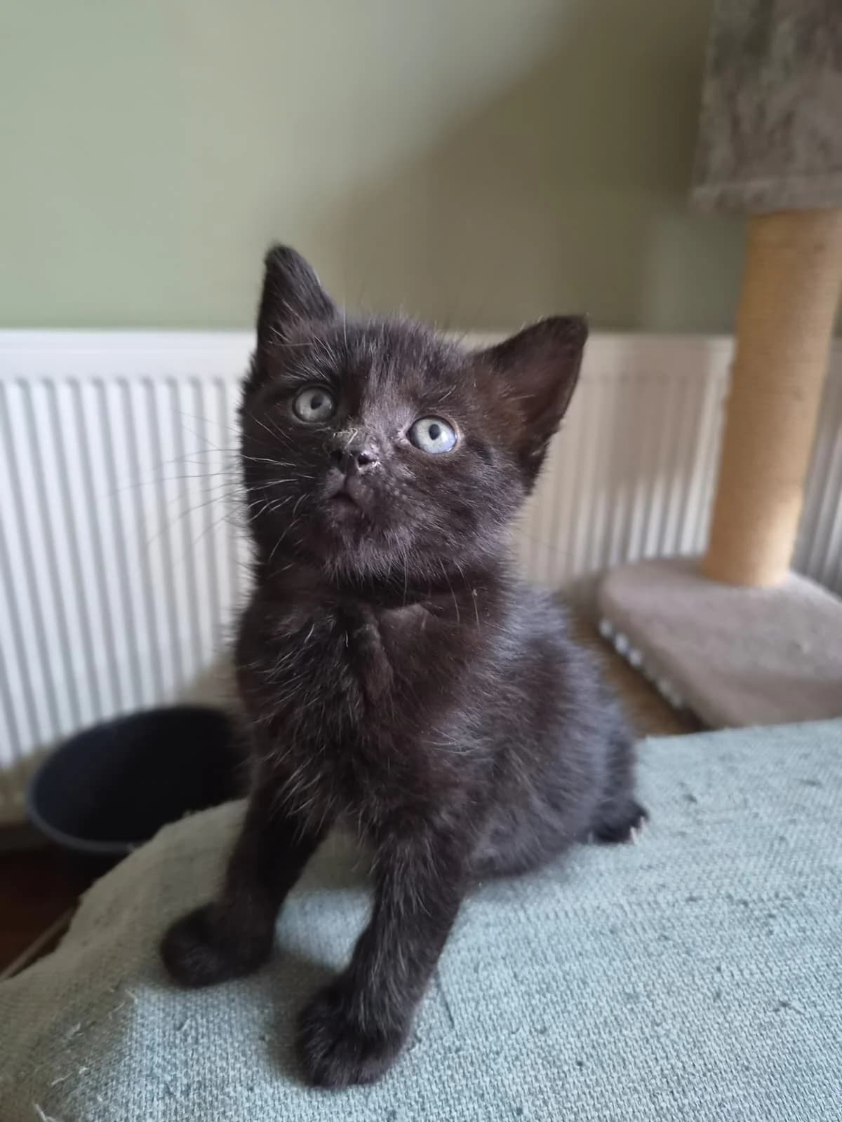 Eenie, Meenie, Minie, Mo, Mixed Breed for adoption at RSPCA South Buckinghamshire Branch