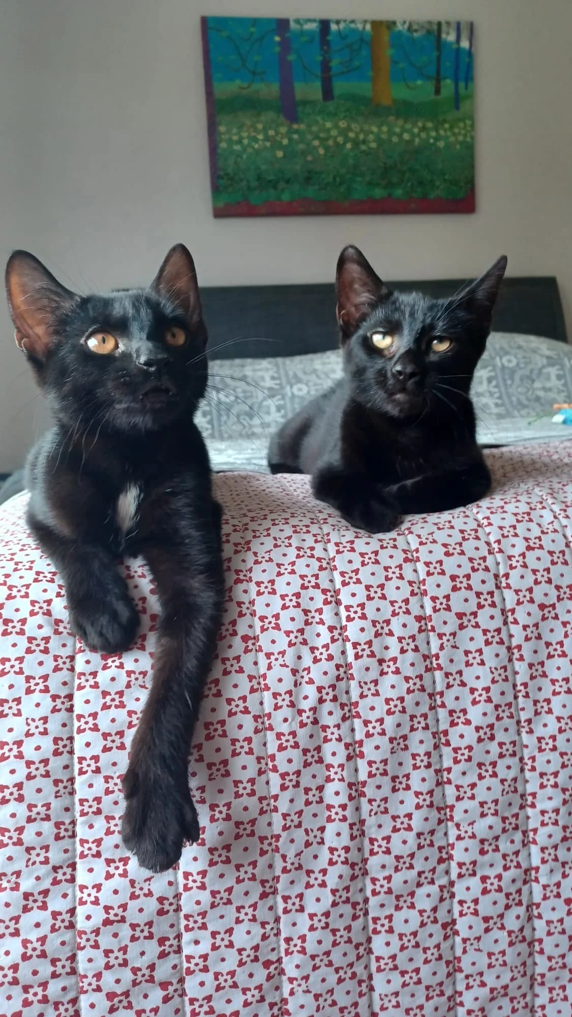 Tom and Jack, male Mixed Breed for adoption at RSPCA South Buckinghamshire Branch