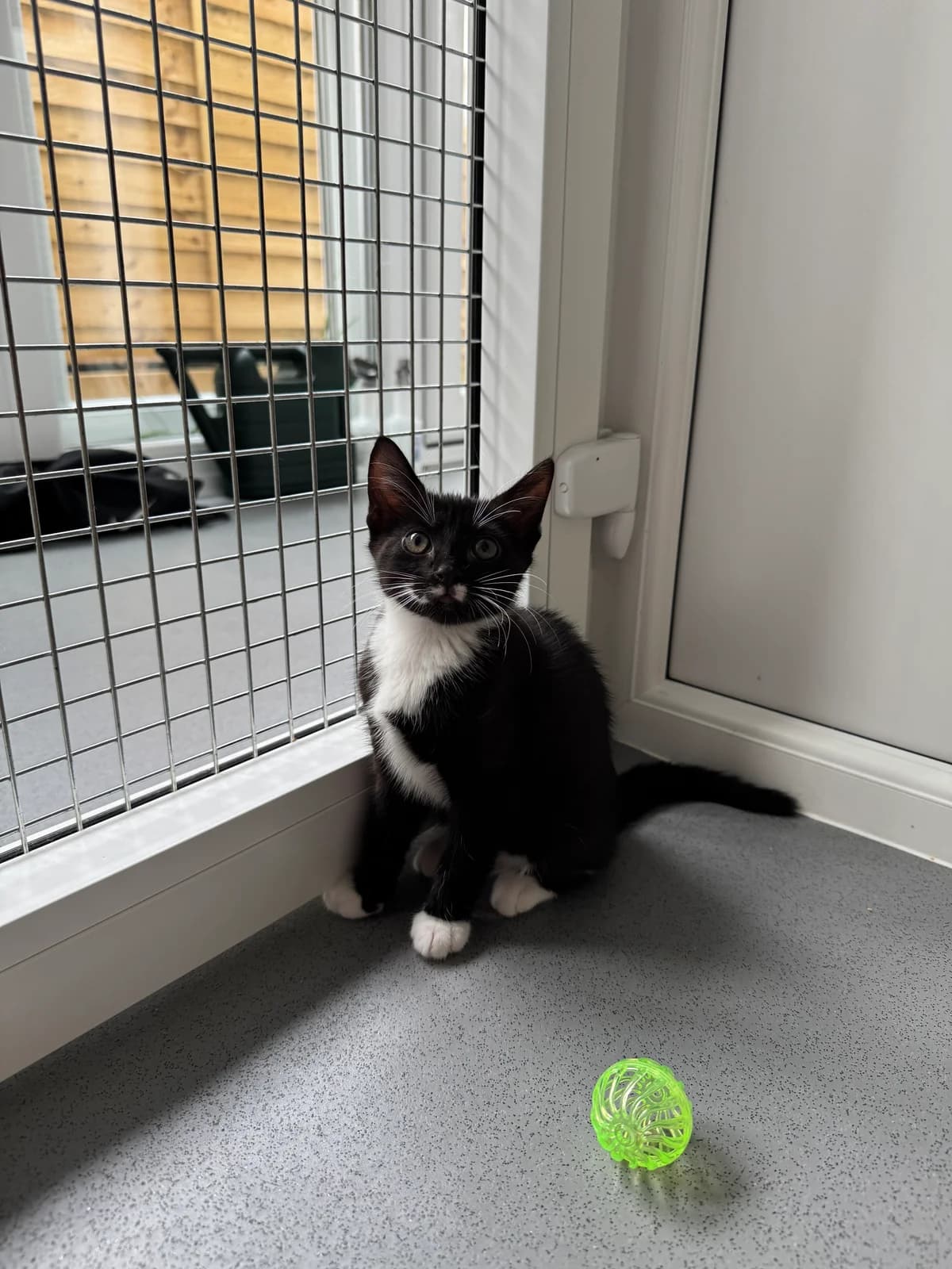 Jerry and Flora, Mixed Breed for adoption at RSPCA South Buckinghamshire Branch