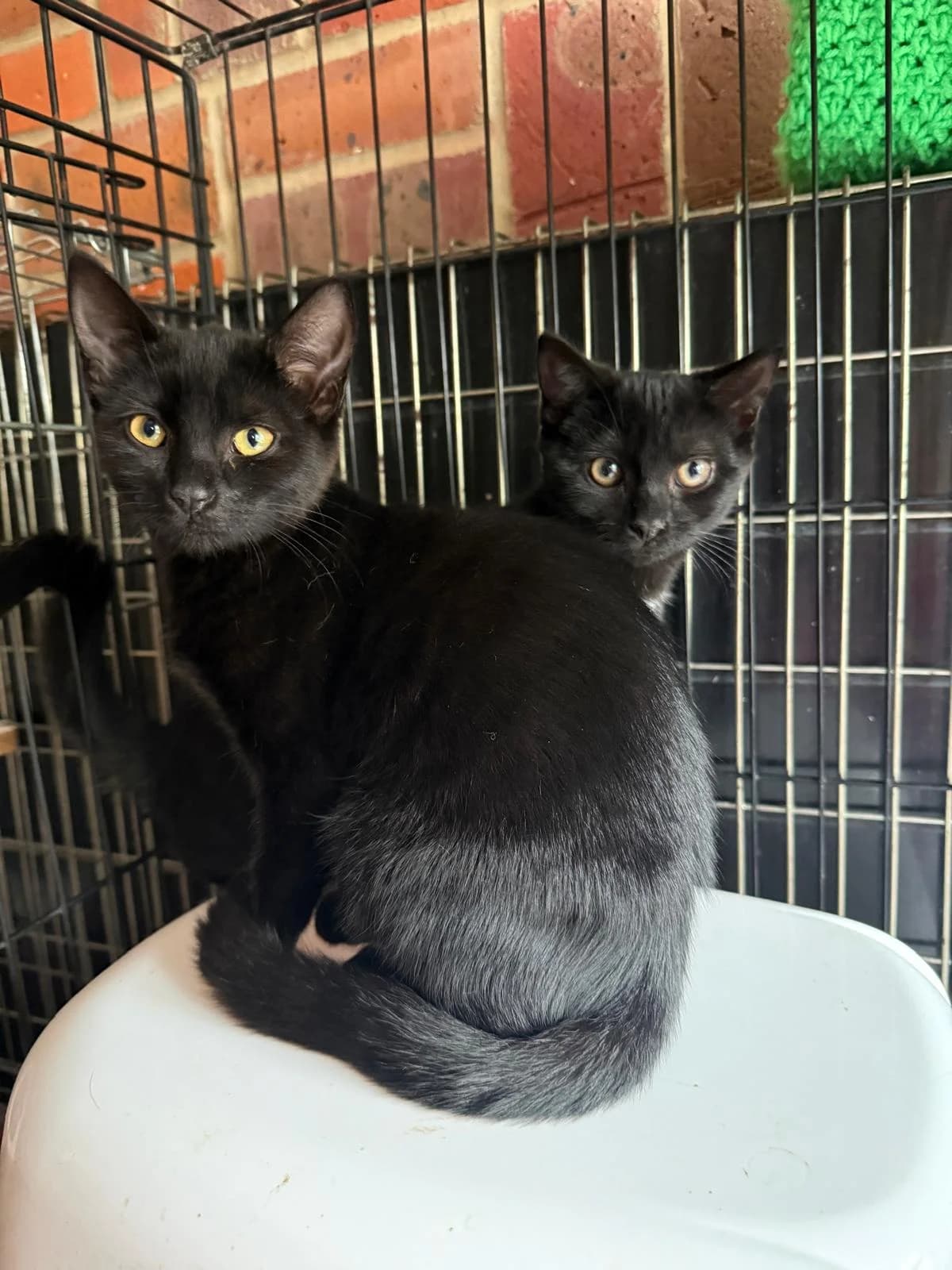 Lilo and Stitch, Mixed Breed for adoption at RSPCA South Buckinghamshire Branch