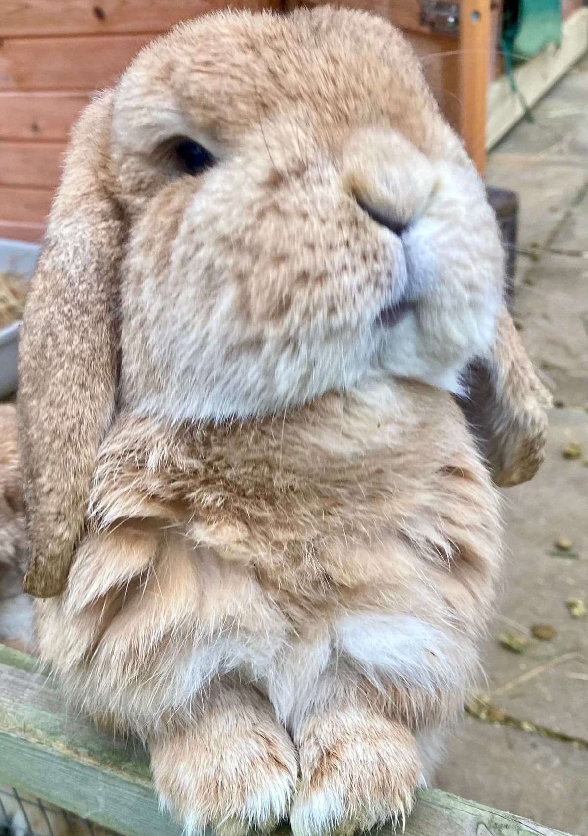 Trinny, female Mixed Breed for adoption at RSPCA South Buckinghamshire Branch