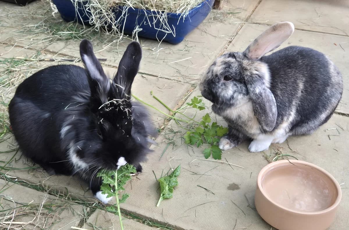 Ollie and Minette, female Mixed Breed for adoption at RSPCA South Buckinghamshire Branch
