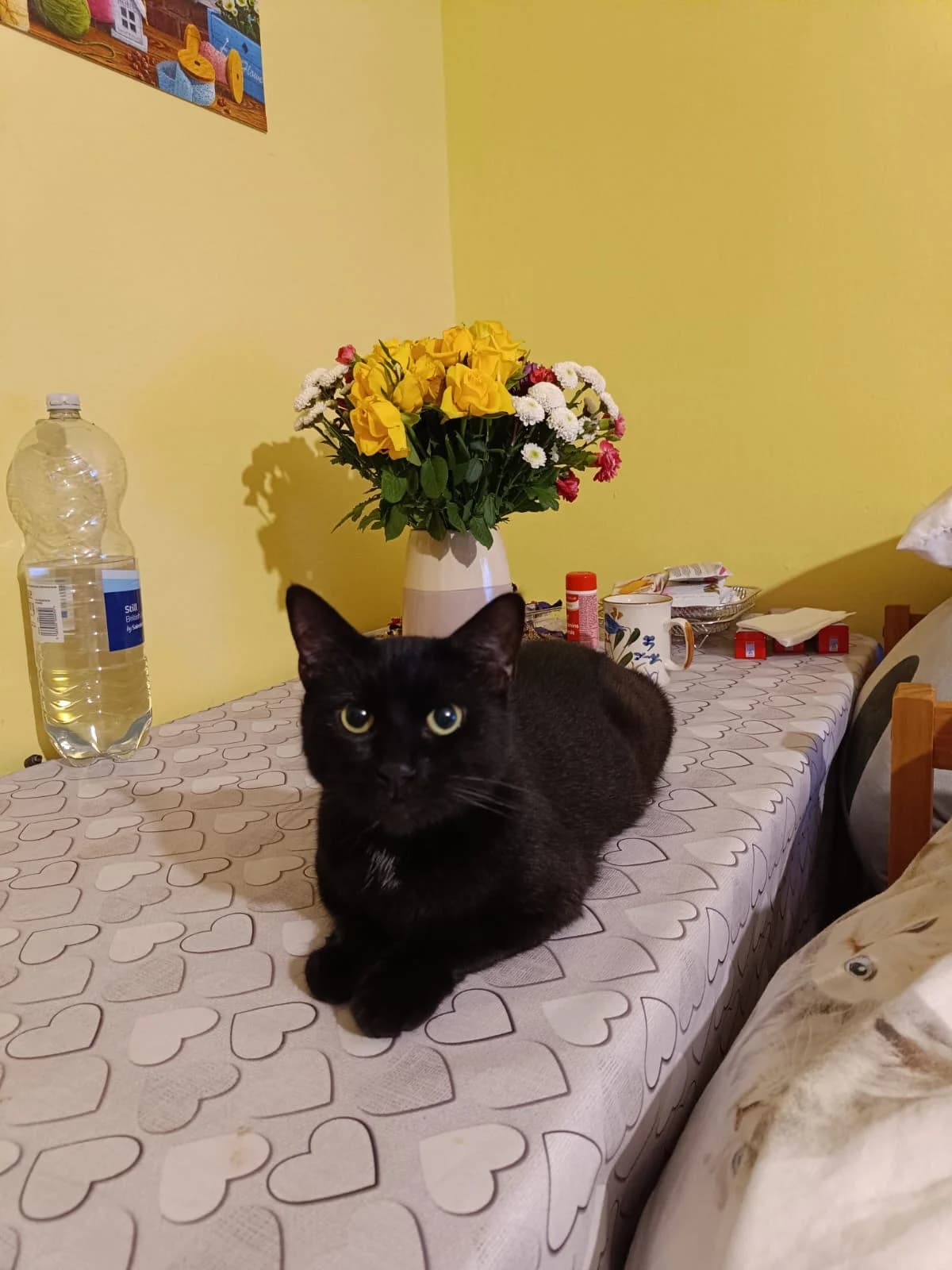 Pippa, female Mixed Breed for adoption at RSPCA South Buckinghamshire Branch