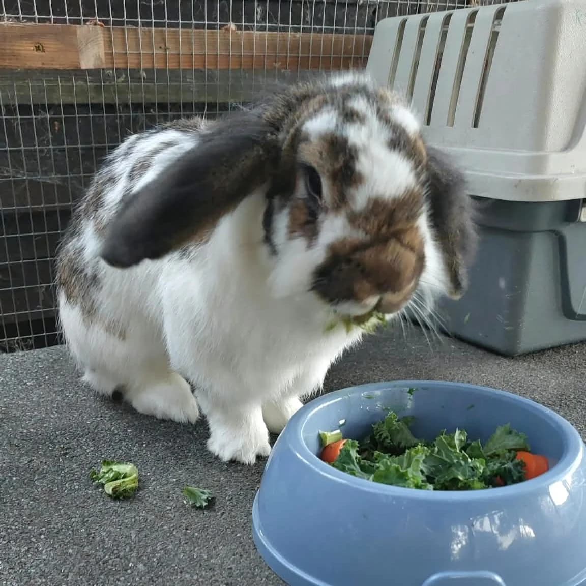 Benjamin, female Mixed Breed for adoption at RSPCA South Buckinghamshire Branch