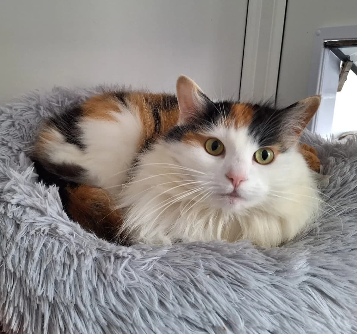 Ophelia, female Mixed Breed for adoption at RSPCA South Buckinghamshire Branch