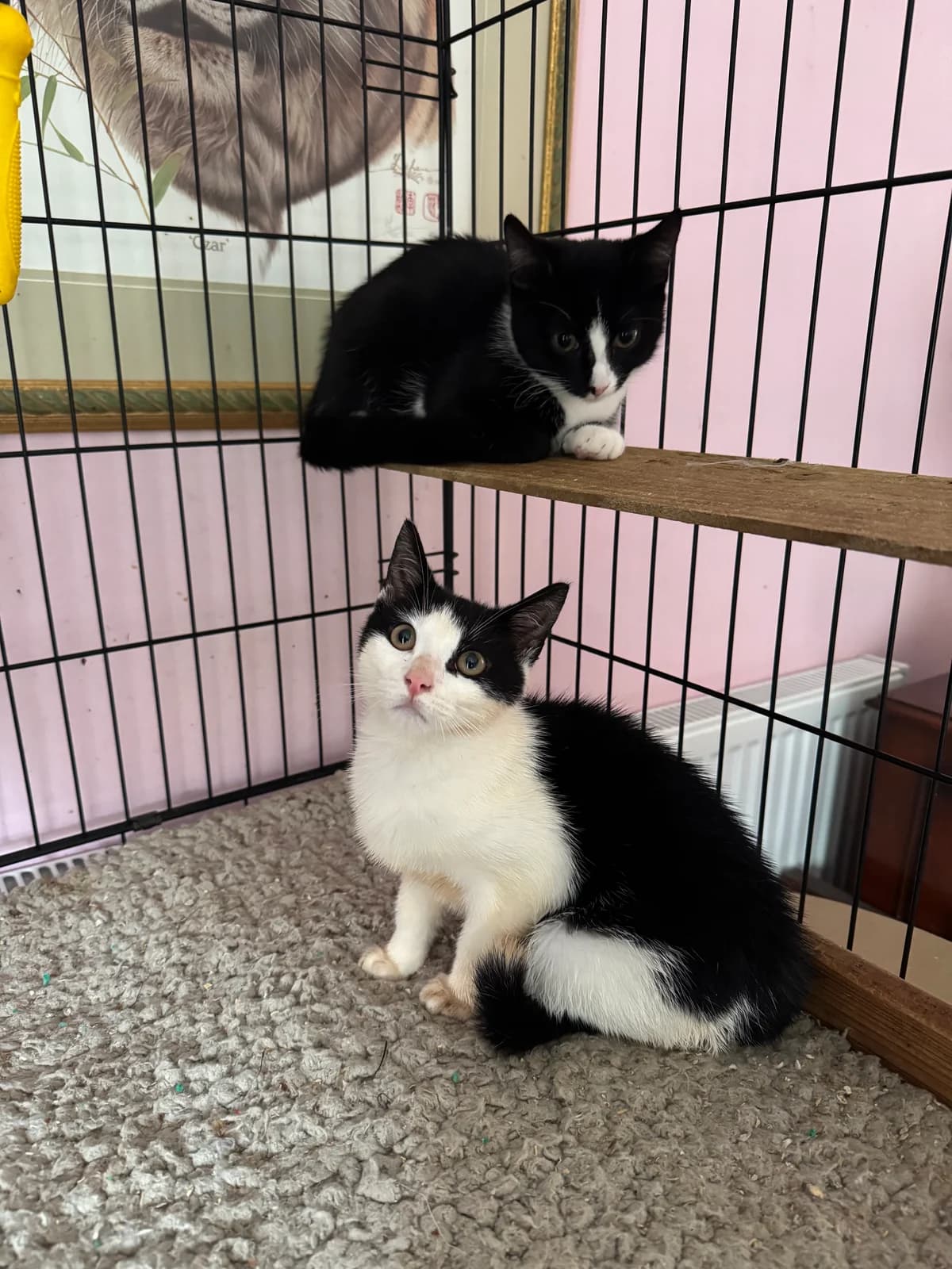 Dinky and Tango, female Mixed Breed for adoption at RSPCA South Buckinghamshire Branch