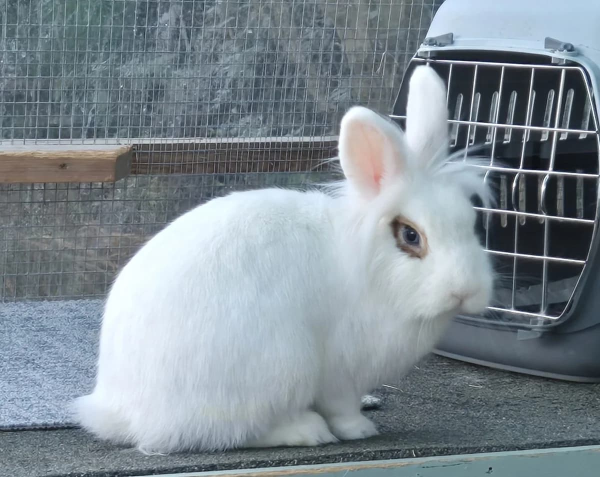 Zara and Zoltan, female Mixed Breed for adoption at RSPCA South Buckinghamshire Branch