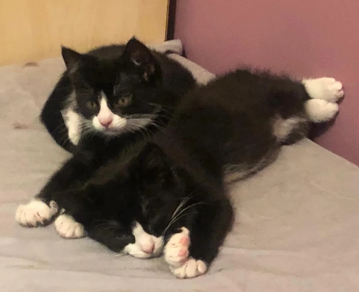 Max and Mila, Mixed Breed for adoption at RSPCA South Buckinghamshire Branch