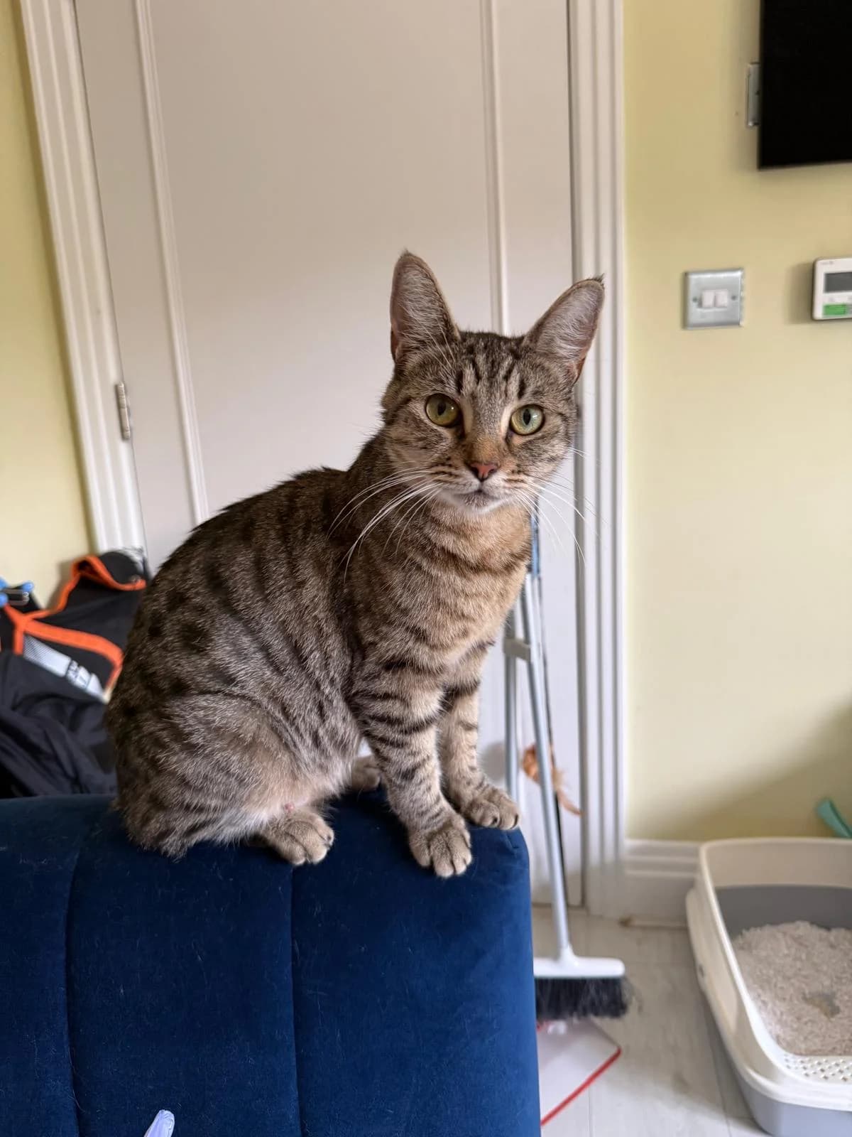 Sophie, female Mixed Breed for adoption at RSPCA South Buckinghamshire Branch