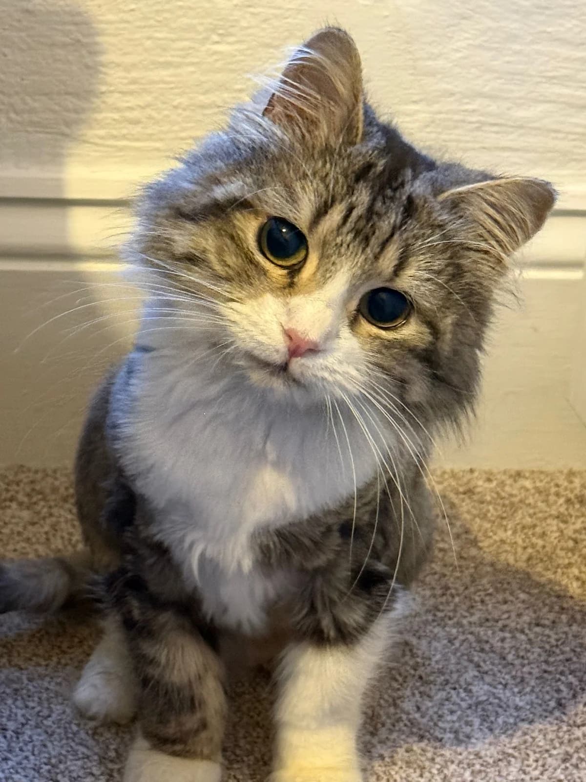 Fluffy, female Mixed Breed for adoption at RSPCA South Buckinghamshire Branch