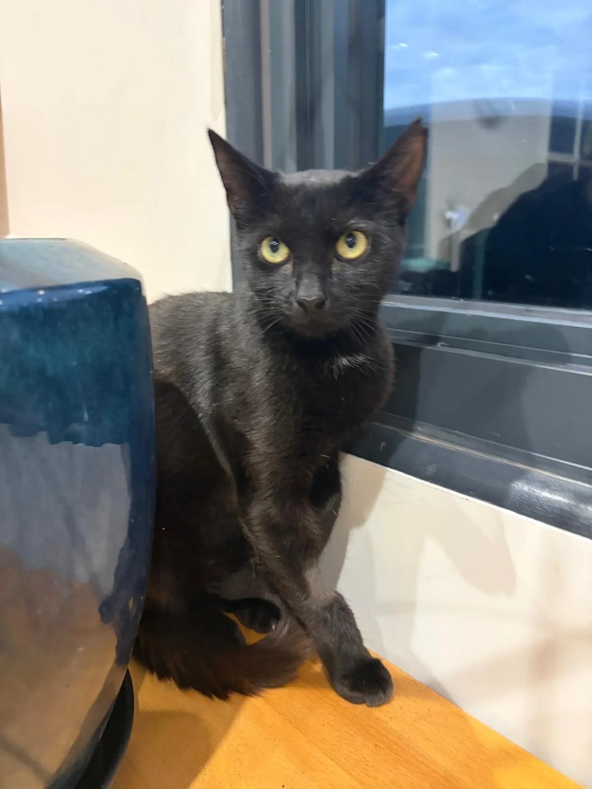 Mia, female Mixed Breed for adoption at RSPCA South Buckinghamshire Branch