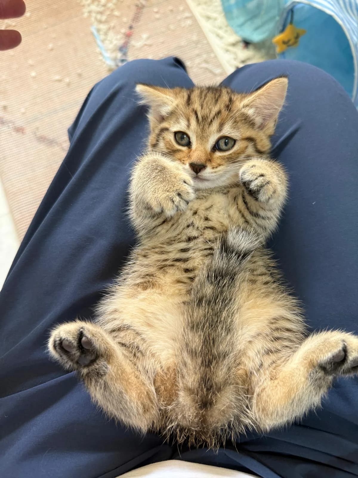 Ivy, Finn, Flossy, Flo, female Mixed Breed for adoption at RSPCA South Buckinghamshire Branch