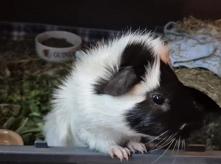 Spike, female Mixed Breed for adoption at RSPCA South Buckinghamshire Branch