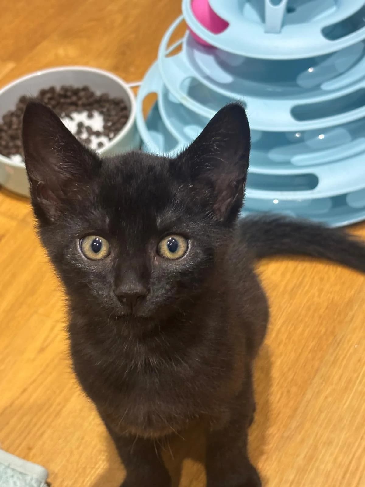 Monty and Titchmarsh, female Mixed Breed for adoption at RSPCA South Buckinghamshire Branch
