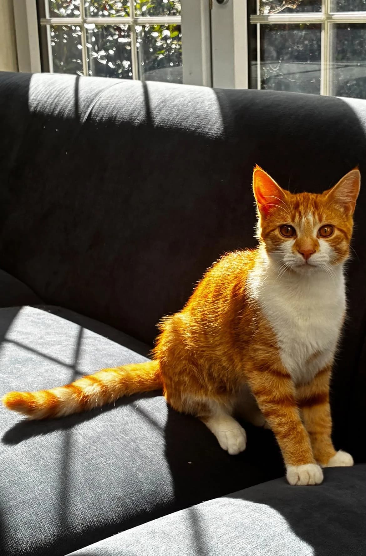 Leo, male Mixed Breed for adoption at RSPCA South Buckinghamshire Branch