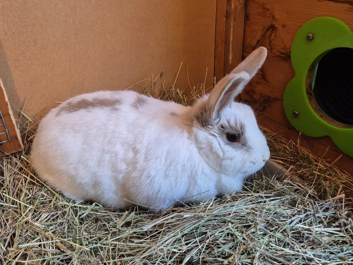 Lily, female Mixed Breed for adoption at RSPCA South Buckinghamshire Branch