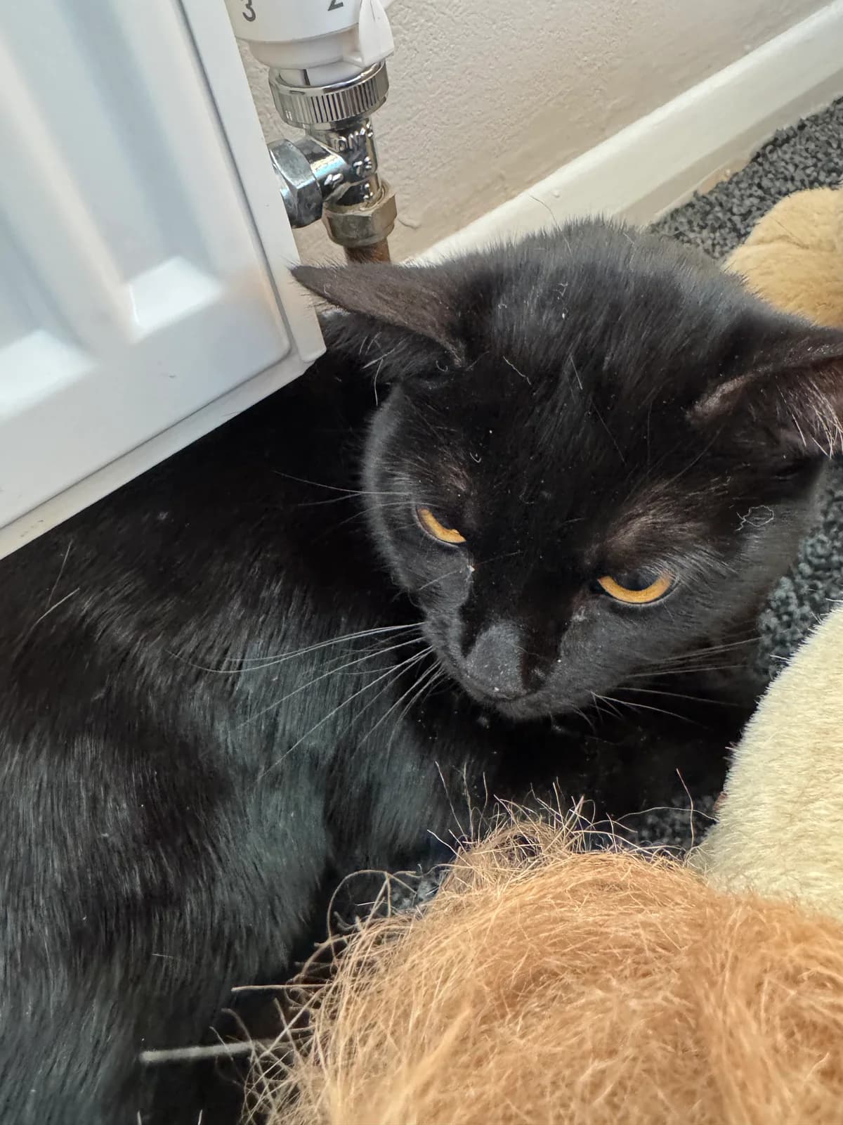 Zora and Hauntley, Mixed Breed for adoption at RSPCA South Buckinghamshire Branch