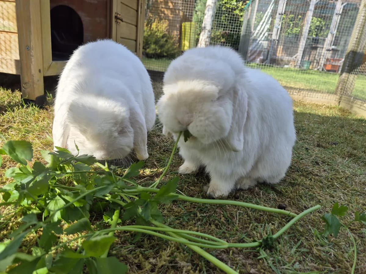 Gino and Gerald, male Mixed Breed for adoption at RSPCA South Buckinghamshire Branch