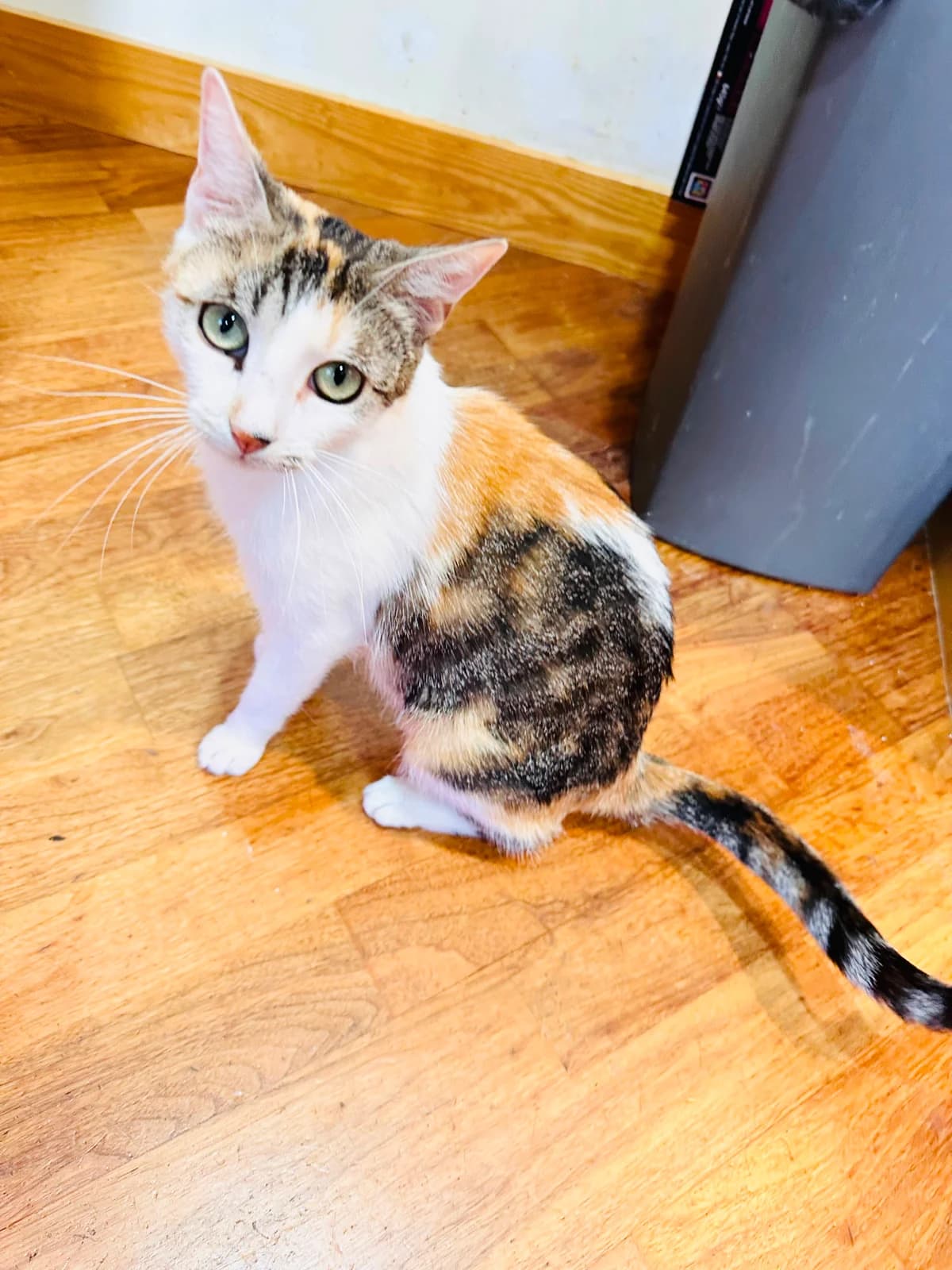 Rose, female Mixed Breed for adoption at RSPCA South Buckinghamshire Branch