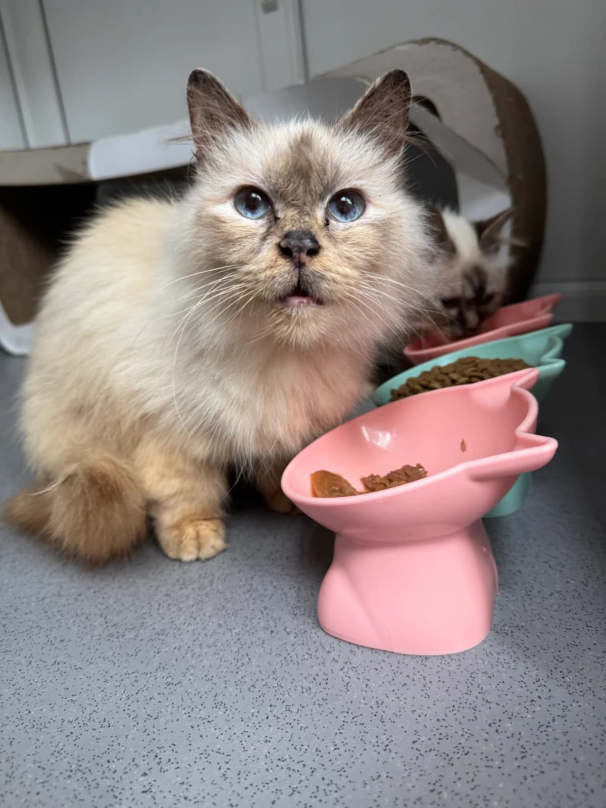 Dusty and Squirrel, Mixed Breed for adoption at RSPCA South Buckinghamshire Branch