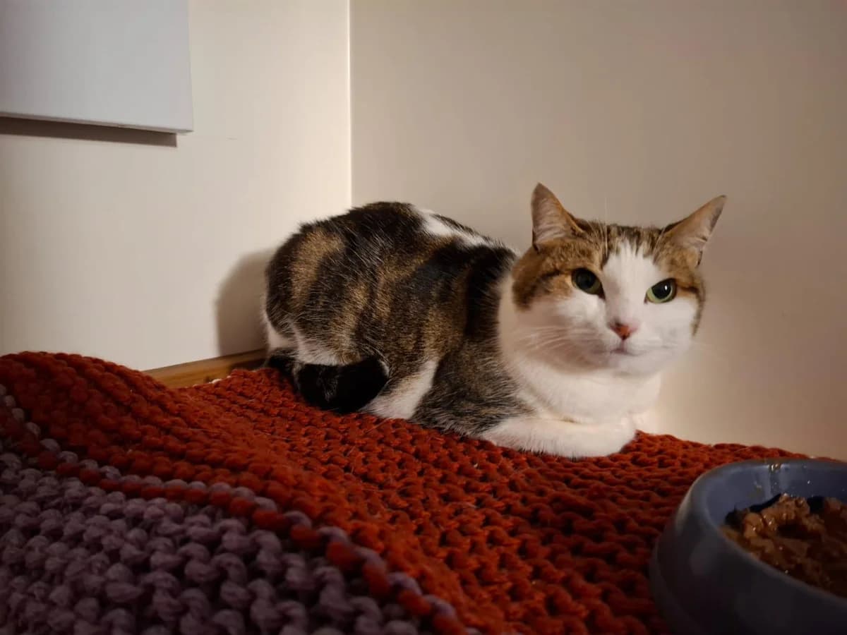 Kitty, female Mixed Breed for adoption at RSPCA South Buckinghamshire Branch
