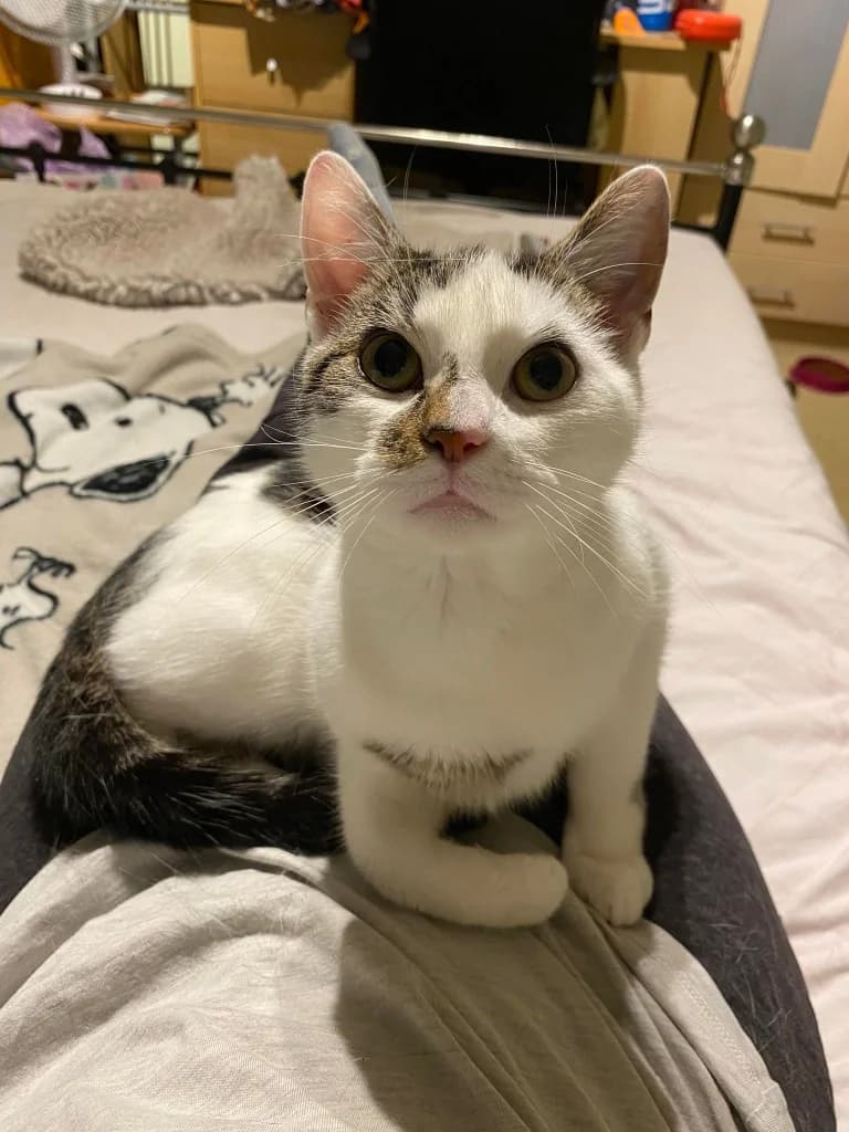 Eli, male 3yo Mixed Breed Cat for adoption at RSPCA Burton (Hillfield Animal Home)