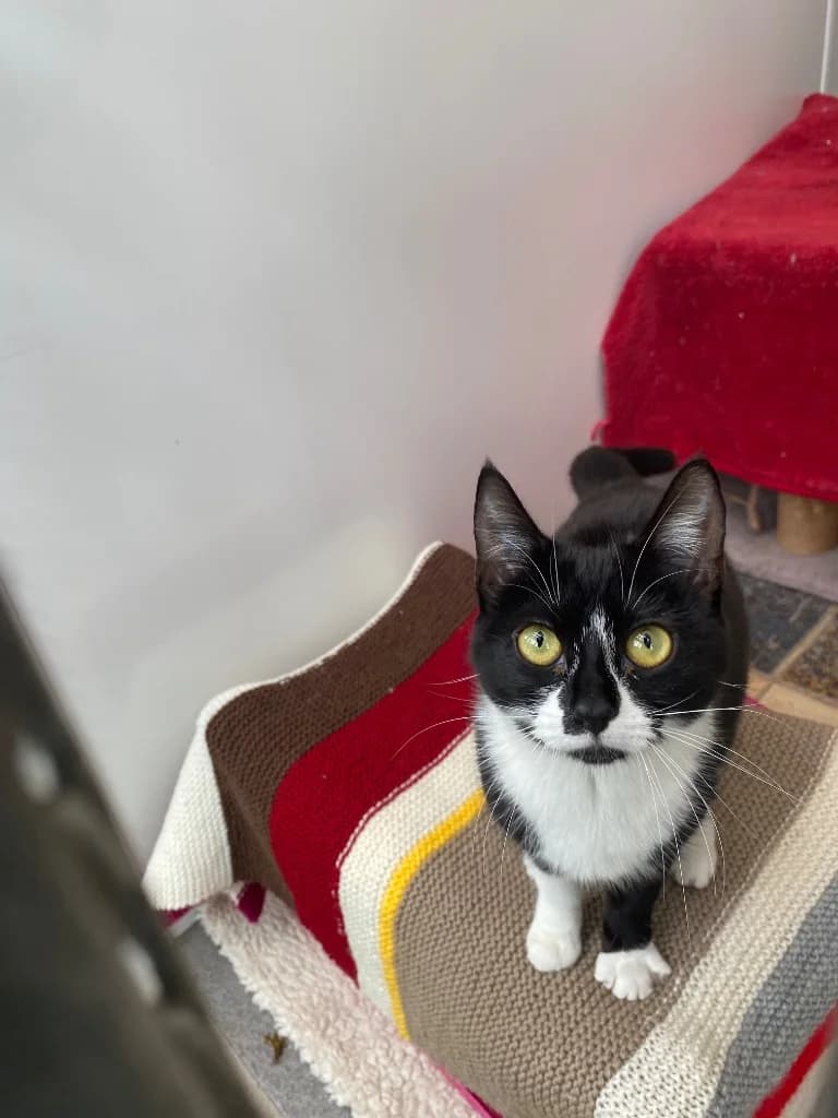 Socks, female 3yo Mixed Breed Cat for adoption at RSPCA Burton (Hillfield Animal Home)