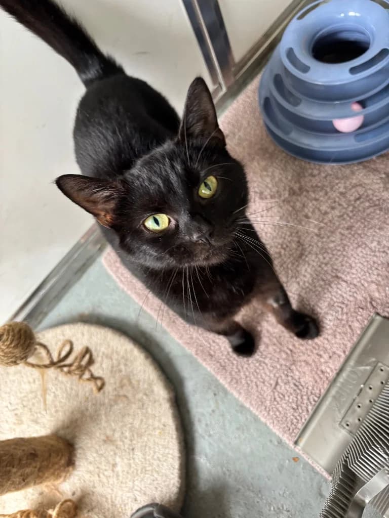 Laura, female young Mixed Breed Cat for adoption at RSPCA Burton (Hillfield Animal Home)