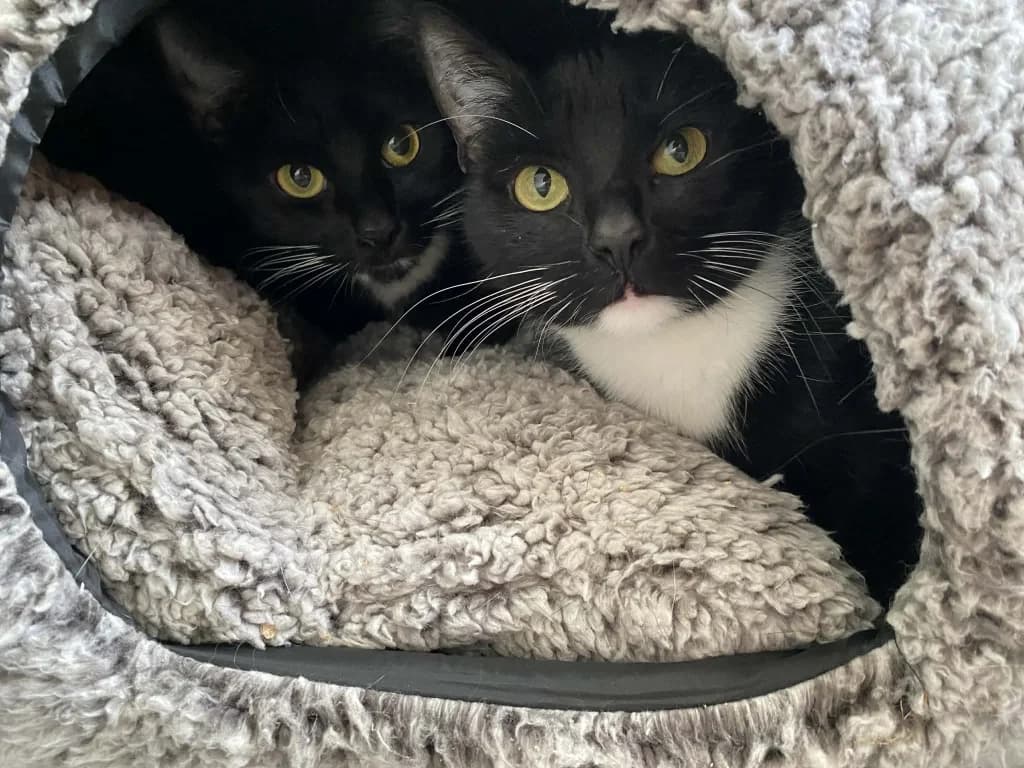 Tiana, female 4yo Mixed Breed Cat for adoption at RSPCA Burton (Hillfield Animal Home)