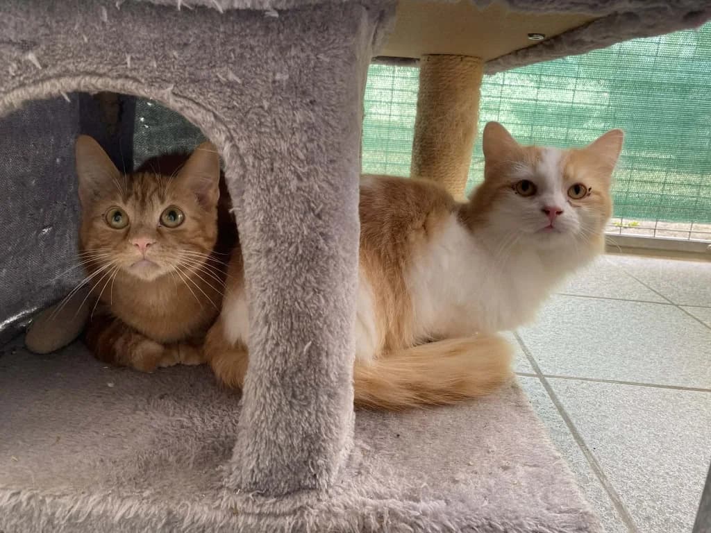 Rusty / Rusty, male young Mixed Breed Cat for adoption at RSPCA Burton (Hillfield Animal Home)