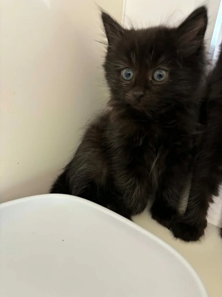 Almond, male puppy Mixed Breed Cat for adoption at RSPCA Burton (Hillfield Animal Home)