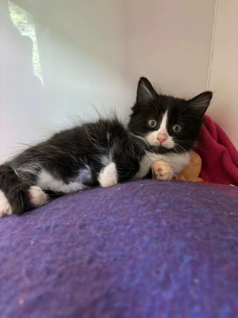 Pecan, female puppy Mixed Breed Cat for adoption at RSPCA Burton (Hillfield Animal Home)