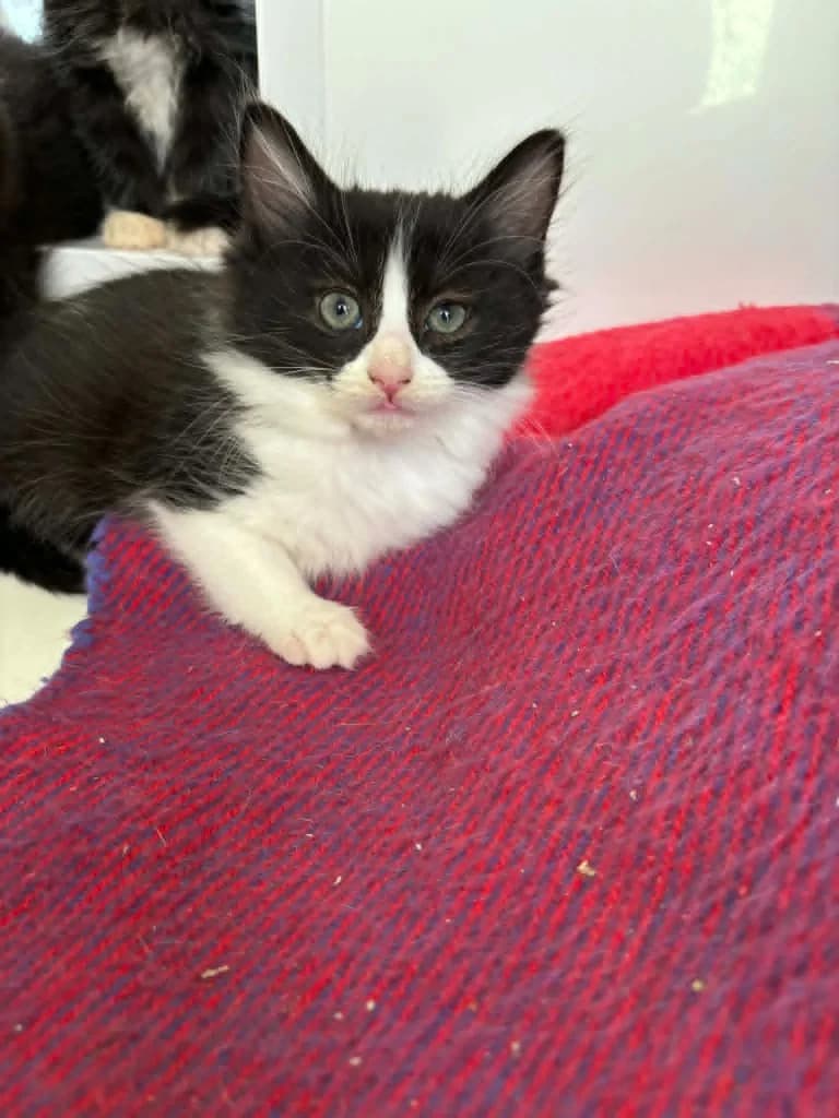 Pistachio, female puppy Mixed Breed Cat for adoption at RSPCA Burton (Hillfield Animal Home)