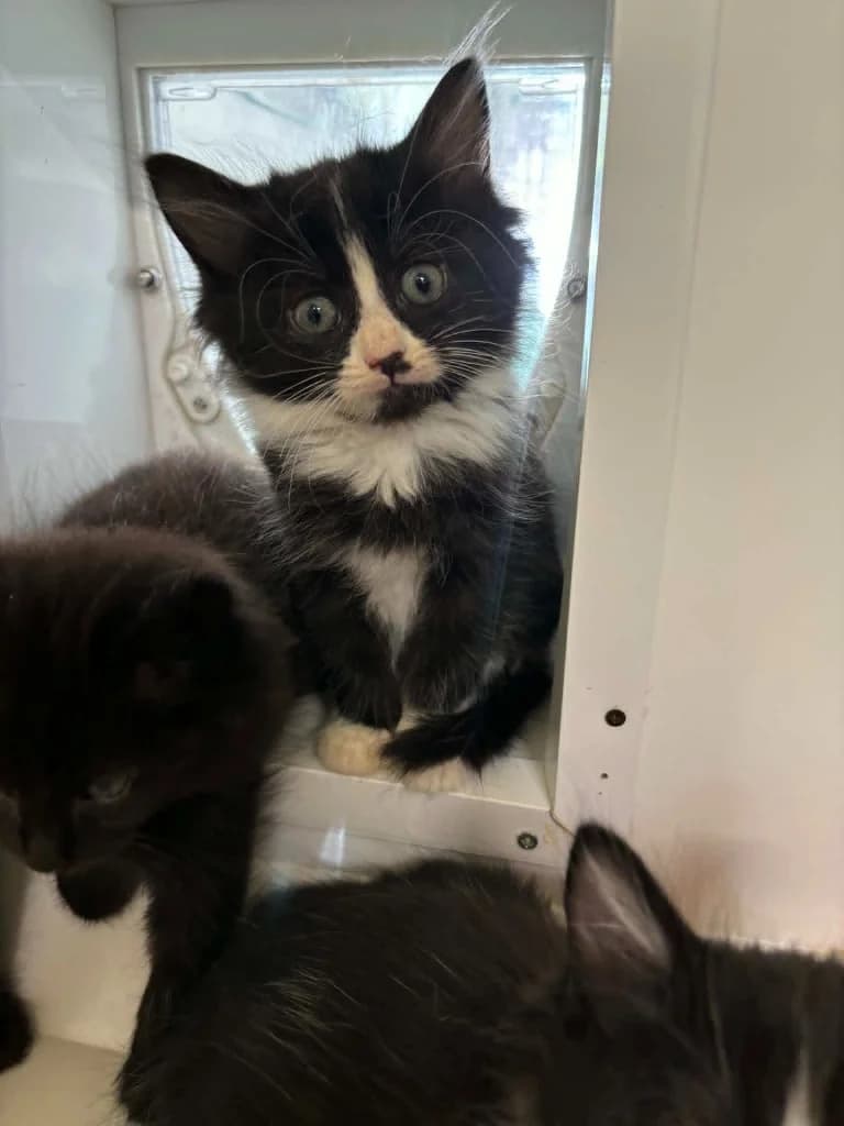 Walnut, female puppy Mixed Breed Cat for adoption at RSPCA Burton (Hillfield Animal Home)
