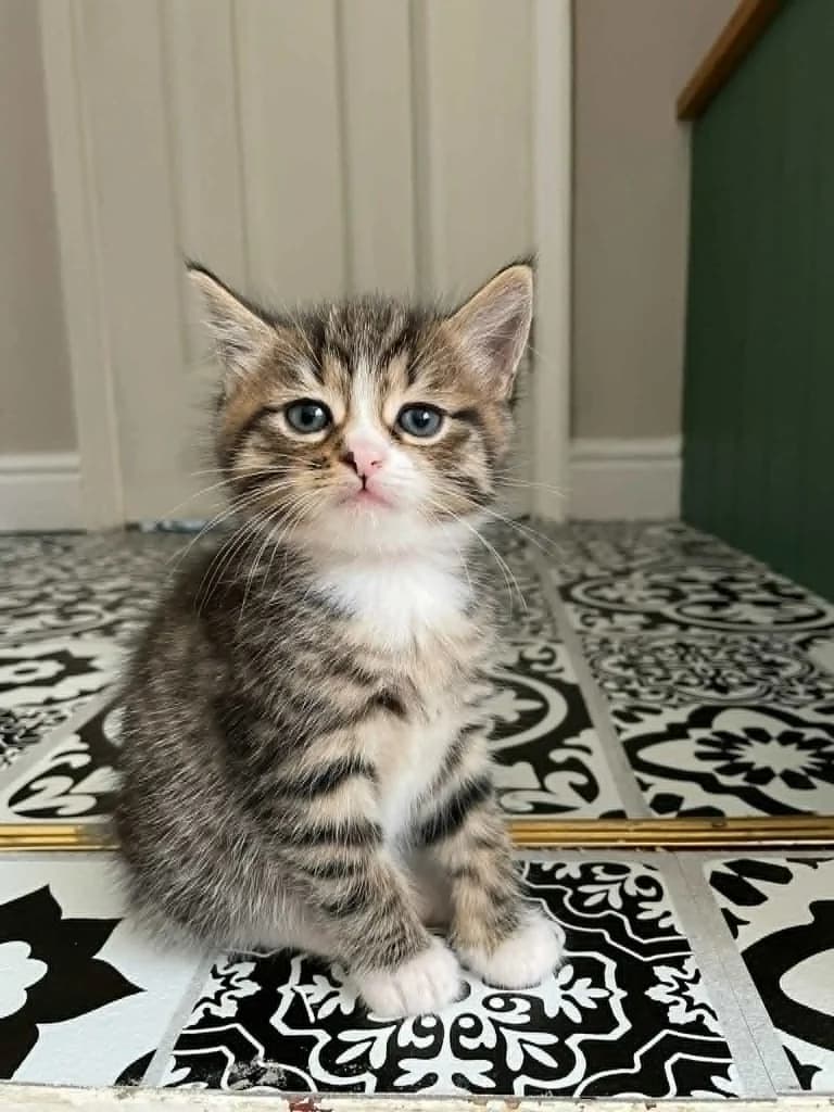 Bumble, male puppy Mixed Breed Cat for adoption at RSPCA Burton (Hillfield Animal Home)