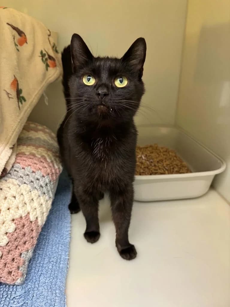 Squashy, female young Mixed Breed Cat for adoption at RSPCA Burton (Hillfield Animal Home)