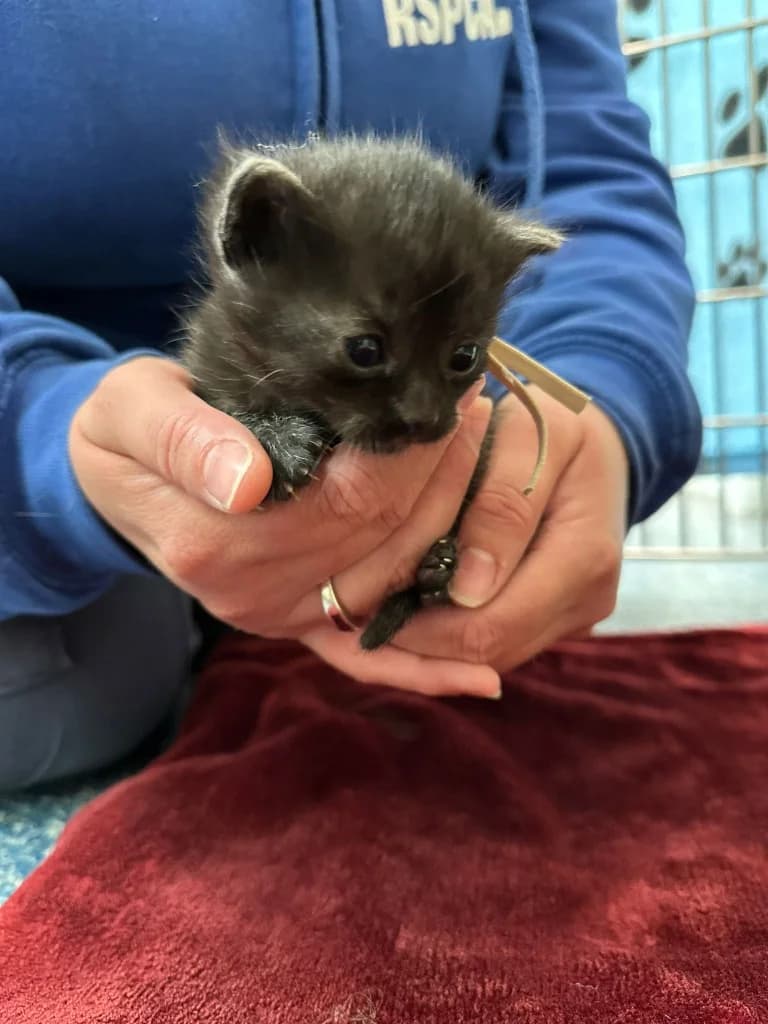 Starburst, male puppy Mixed Breed Cat for adoption at RSPCA Burton (Hillfield Animal Home)