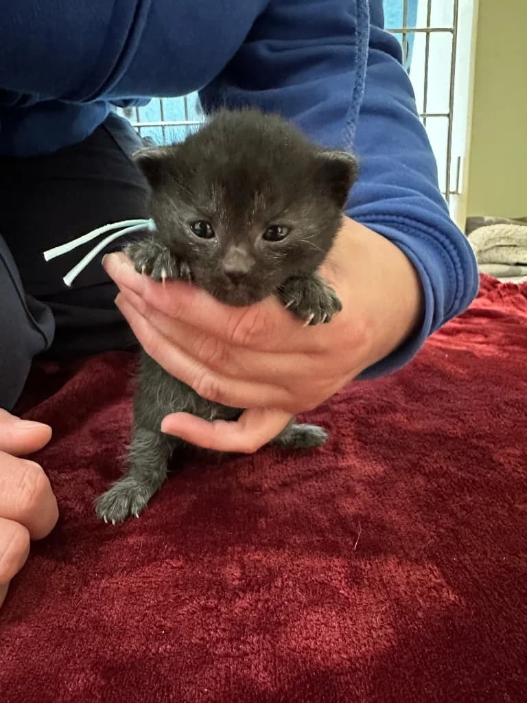 Smartie, male puppy Mixed Breed Cat for adoption at RSPCA Burton (Hillfield Animal Home)