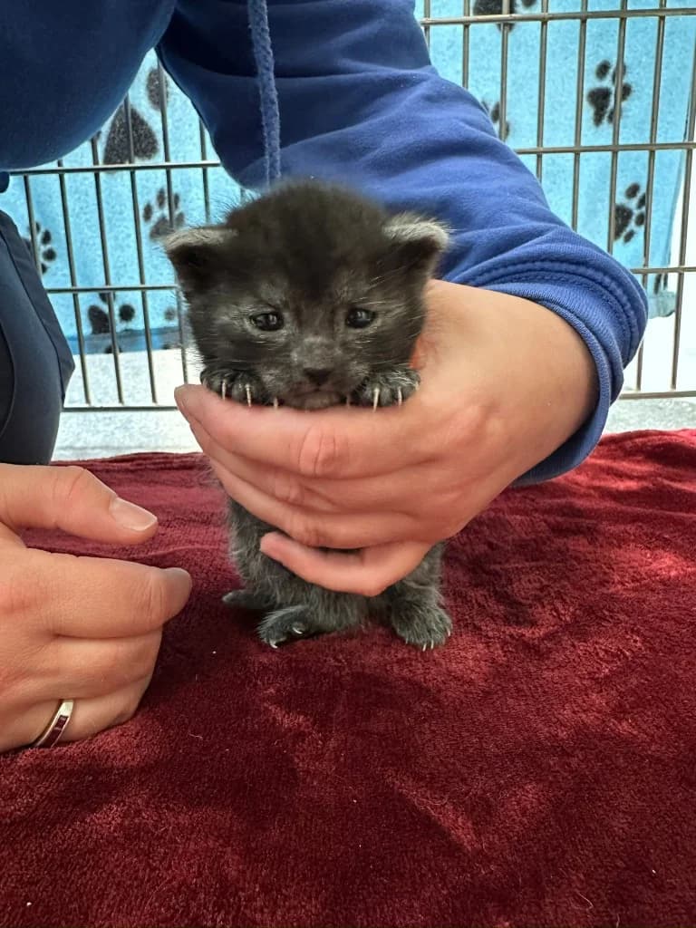 Skittles, male puppy Mixed Breed Cat for adoption at RSPCA Burton (Hillfield Animal Home)