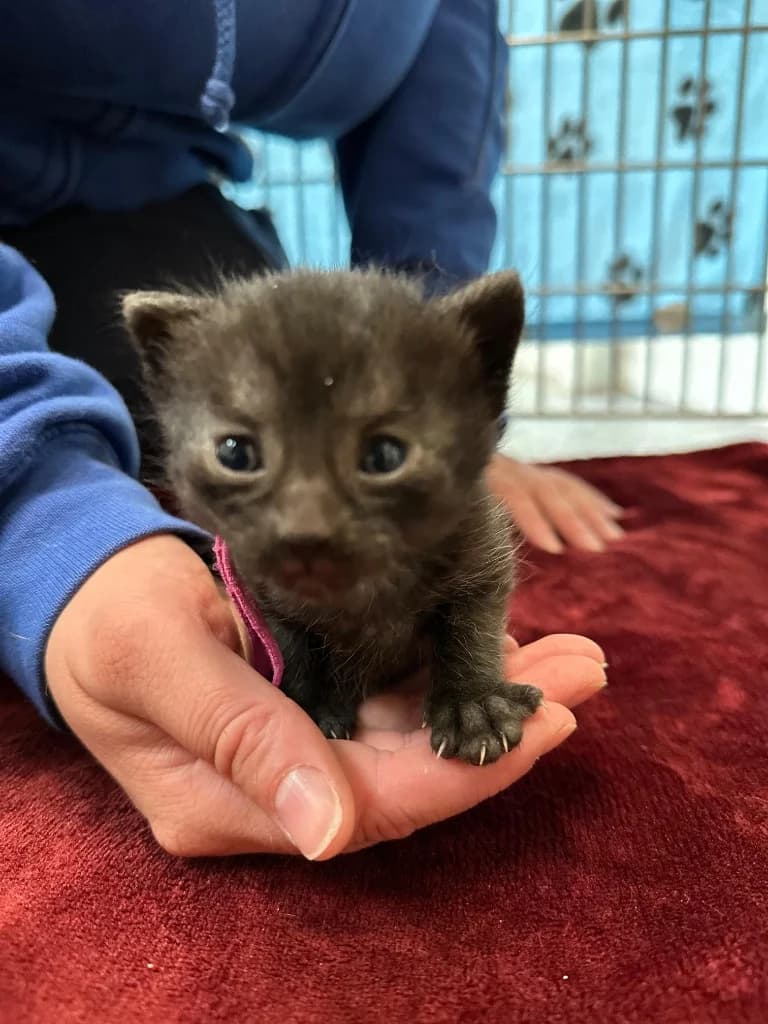 Sherbet, male puppy Mixed Breed Cat for adoption at RSPCA Burton (Hillfield Animal Home)