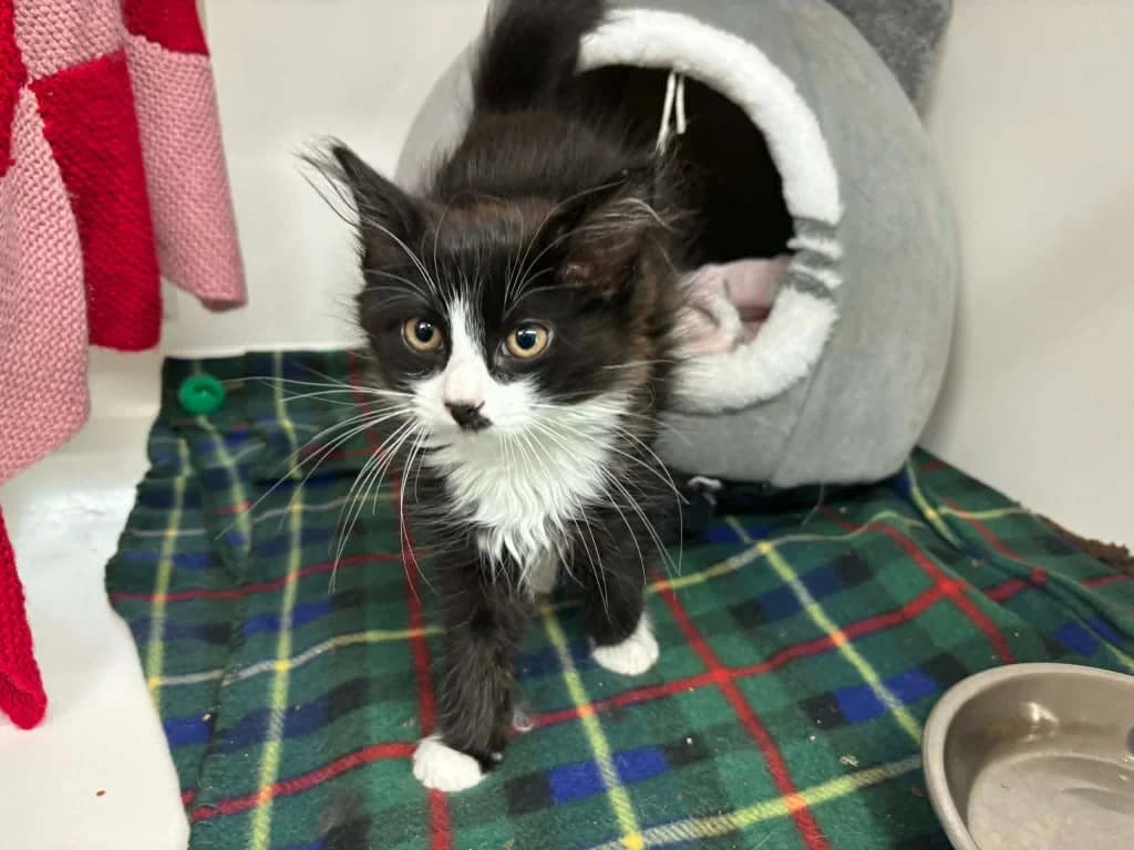 Buttons, male puppy mixed breed for adoption at RSPCA Burton (Hillfield Animal Home)