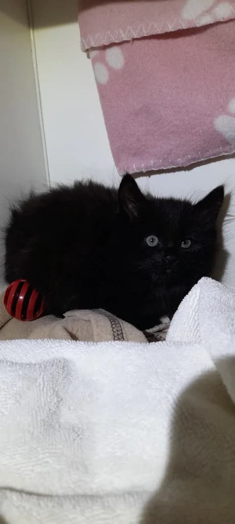 Paprika, female puppy mixed breed for adoption at RSPCA Burton (Hillfield Animal Home)