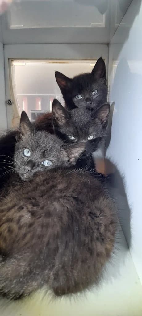 Annise, female puppy Mixed Breed Cat for adoption at RSPCA Burton (Hillfield Animal Home)