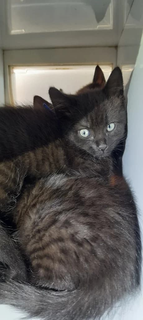 Clove, female puppy Mixed Breed Cat for adoption at RSPCA Burton (Hillfield Animal Home)