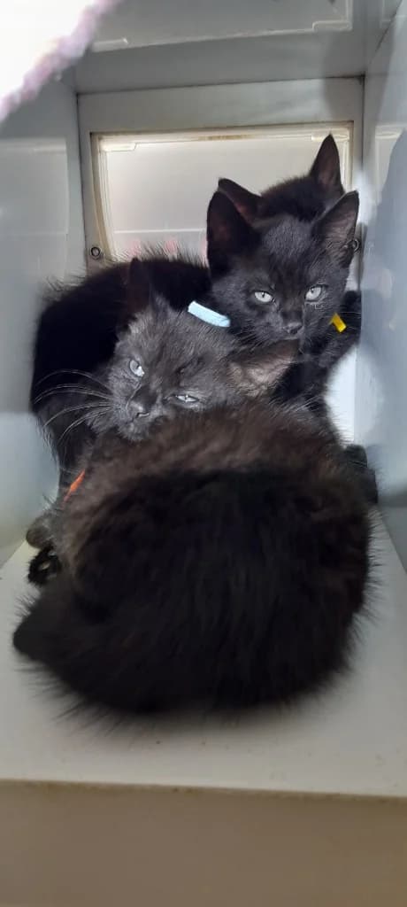 Dill, male puppy Mixed Breed Cat for adoption at RSPCA Burton (Hillfield Animal Home)