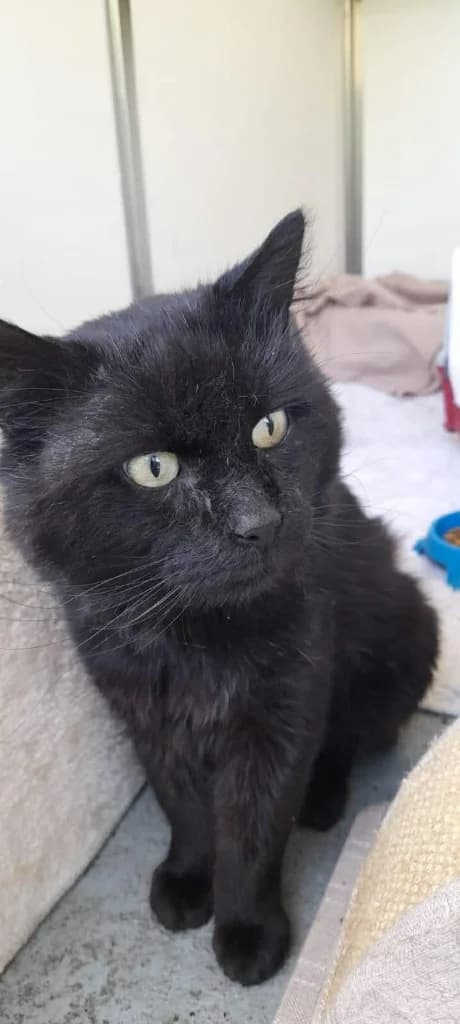 Smokey, male senior Mixed Breed Cat for adoption at RSPCA Burton (Hillfield Animal Home)
