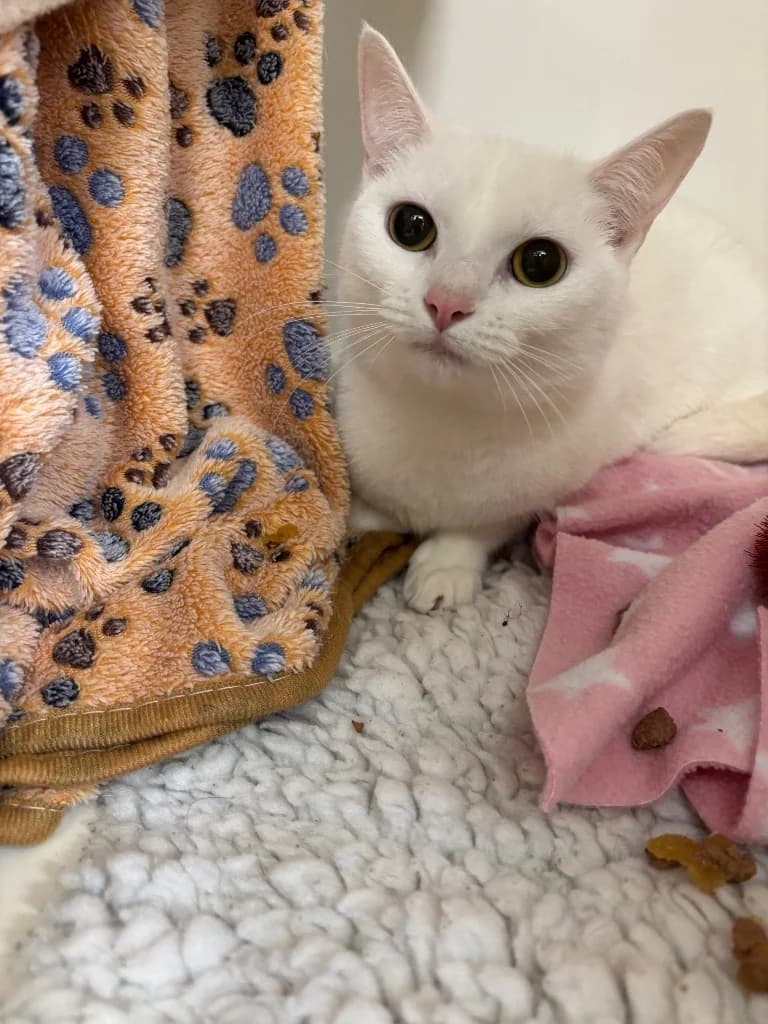 Mini, female young Mixed Breed Cat for adoption at RSPCA Burton (Hillfield Animal Home)