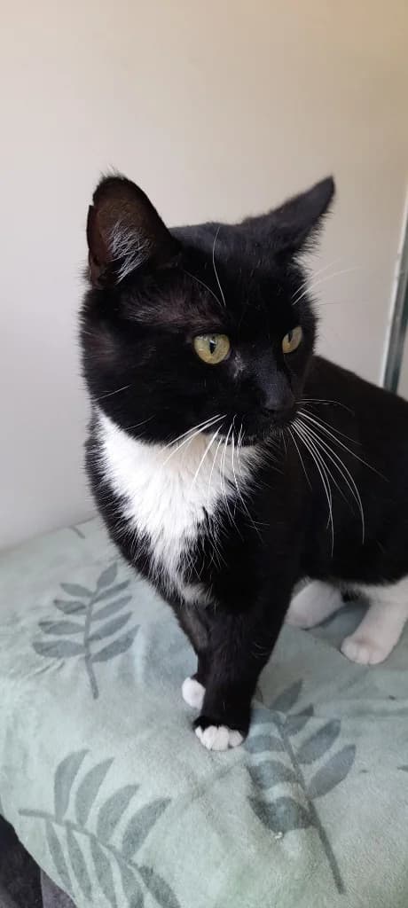 Taffy, male 6yo Mixed Breed Cat for adoption at RSPCA Burton (Hillfield Animal Home)