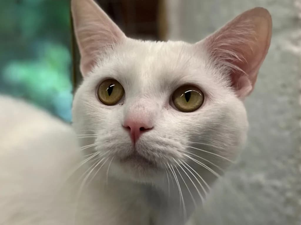 Ghost, male young Mixed Breed Cat for adoption at RSPCA Burton (Hillfield Animal Home)