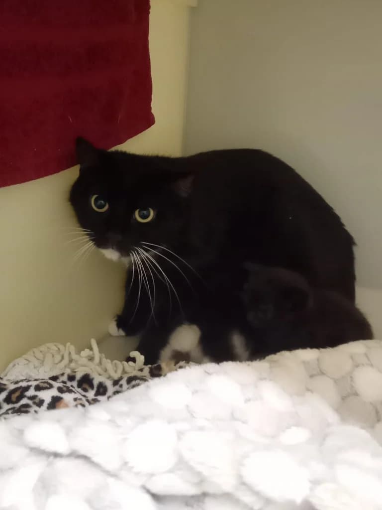 Primrose, female 3yo Mixed Breed Cat for adoption at RSPCA Burton (Hillfield Animal Home)